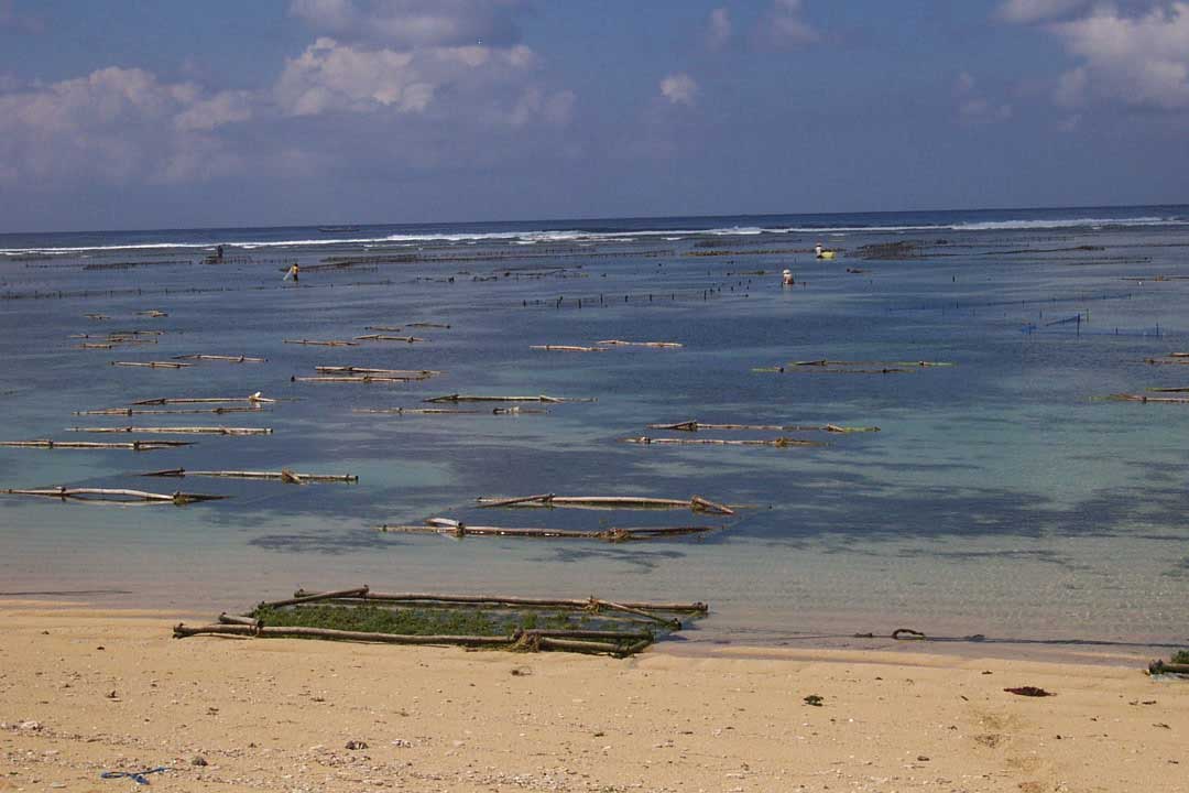 sea-weed © Kratomgarden