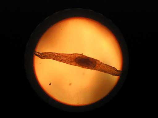 seed