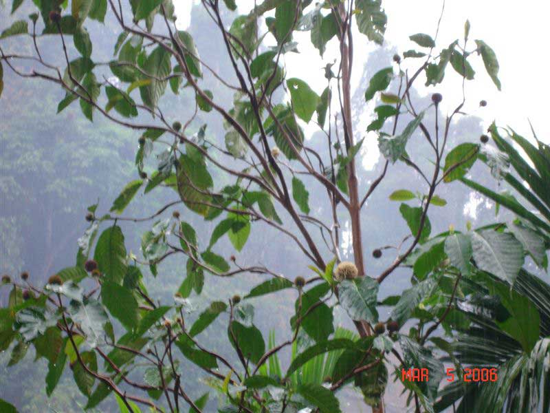 Plant